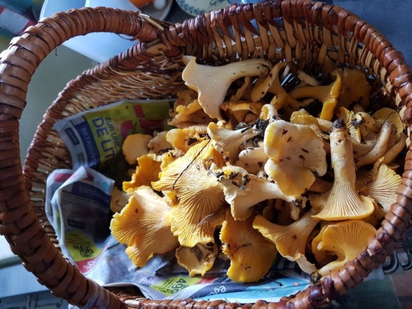 girolles.jpg