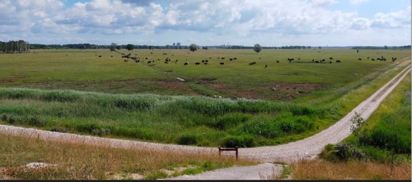 En contournant une immense zone naturel protégé qui est directement en contact avec le centre ville.