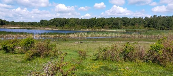 Toute cette zone m'a fait pensé à la camargue