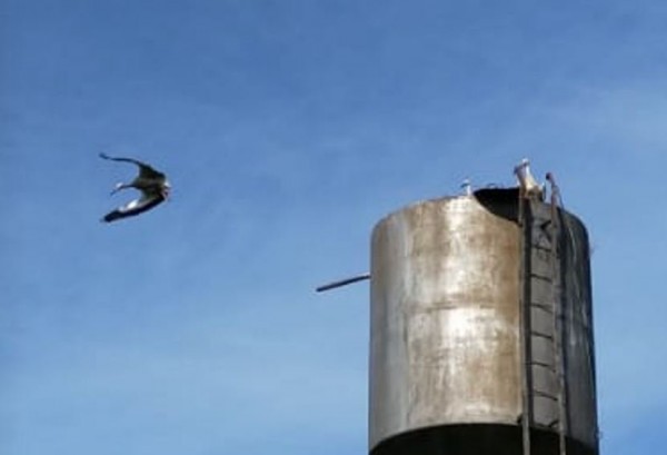 un nid de Sigogne en haut de ce château d'eau, pas simple de s'approcher sans qu'elle s'en vole