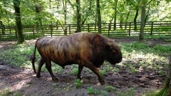 WhatsApp Image 2022-08-08 at 10.05.10.jpeg (481.62 Kio) Vu 1132 fois Cette fois c'en est un qui marche d'un pas décidé