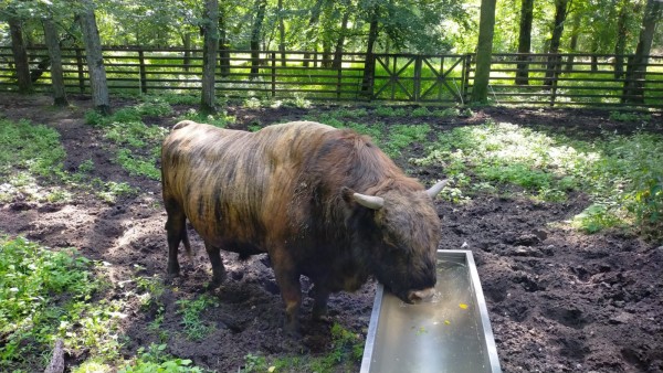 WhatsApp Image 2022-08-08 at 10.06.00.jpeg (470.73 Kio) Vu 1041 fois Il avait soif!