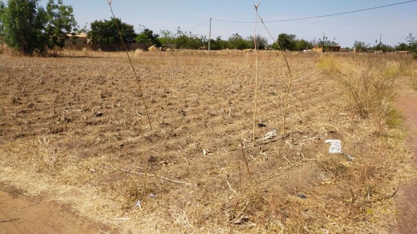 Champ de sorgo après la récolte