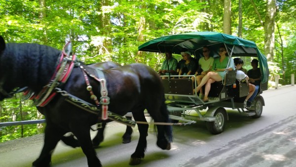 En montant à pied la colline menant au château j'ai croisé cette attelage. La calèche est électrifié, ce qui permet de limiter l'effort à la monter et récupérer l'énergie à la descente.