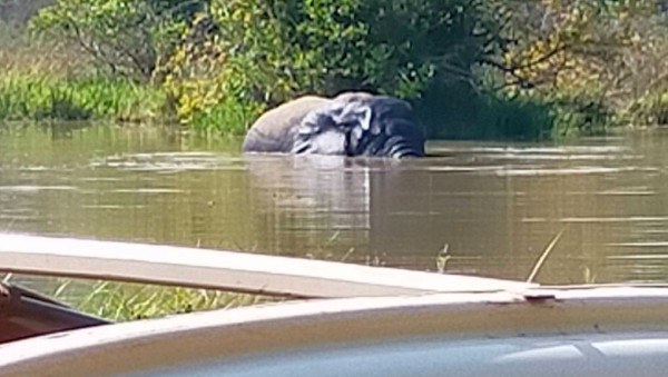 l'éléphant qui n'a pas voulu sortir de l'eau afin que je puisse mieux le voir