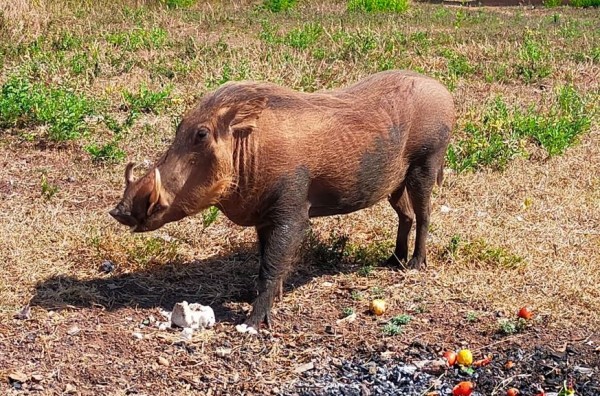 un phacochère qui était plus préoccupé par manger que par ma voiture