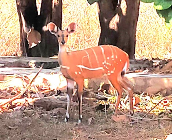 Capture 30.JPG (153.87 Kio) Vu 6219 fois Une antilope local, par ses rayures, je n'ai pas retenu le nom en anglais.