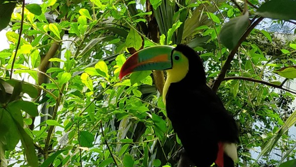 WhatsApp Image 2024-05-19 à 15.17.12_458ec3b3.jpg (353.03 Kio) Vu 3238 fois Visite du papiliorama aujourd'hui,ou je suis arrivé à prendre un beau peroquet en photo.