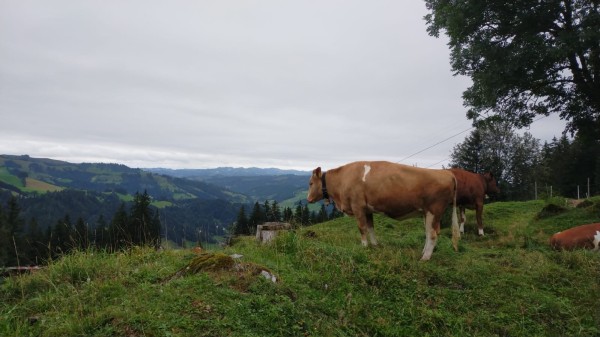 WhatsApp Image 2024-08-25 à 16.33.46_003559c7.jpg (210.5 Kio) Vu 2257 fois Finalement, elles ne sont pas violettes comme dans la pub