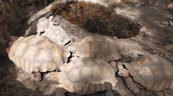 dans le &quot;parc&quot; il nous a monté son élevage de tortues.
