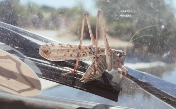 Capture 031.JPG (91.64 Kio) Vu 1517 fois En repartant, une sautelle s'est accrochée à mes essuis grasses. Et a refusé de partir avant le prochain arrêt
