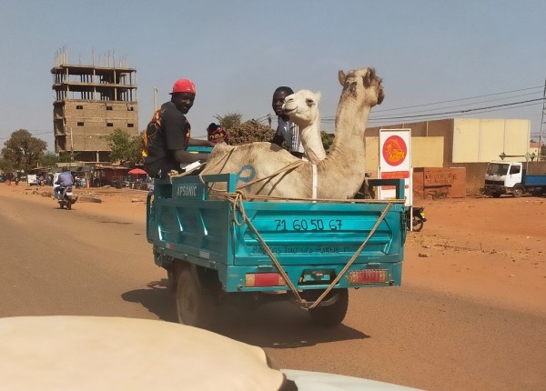 Capture d’écran 2026-01-19 192030.jpg (151.47 Kio) Vu 159 fois Après la 2 chevaux, voici la 2 chameaux
